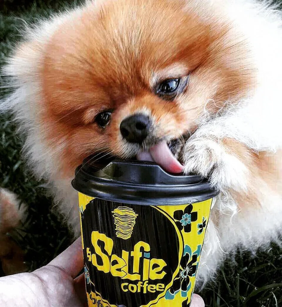 Раф кава мала